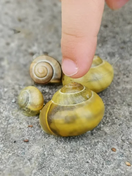 Vertical Shot Finger Showing Snails — Stock Photo, Image