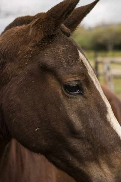 Beautiful Side Profile Brown Horse White Mark Its Forehead — Stockfoto