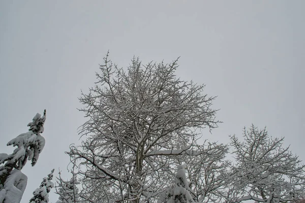 Ein Flacher Blick Auf Schneebedeckte Bäume Unter Einem Bewölkten Himmel — Stockfoto