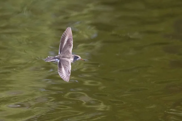 Ένα Κοινό Πουλί Sandpiper Που Πετούν Πάνω Από Λίμνη — Φωτογραφία Αρχείου