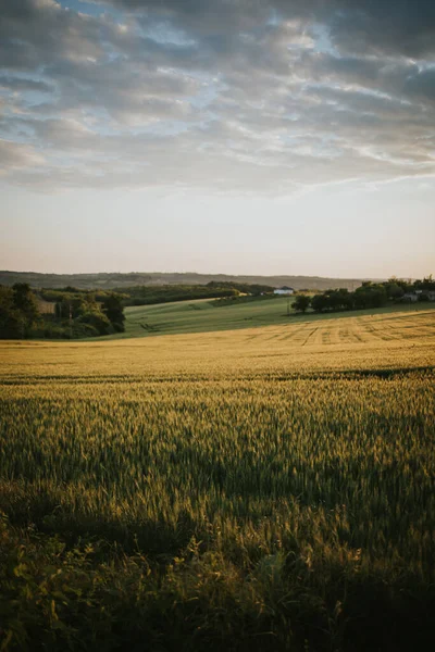 Beautiful Vertical Shot Surreal Field Tall Grass Cloudy Sky Countryside — Photo