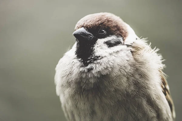 Uno Scatto Selettivo Passero Natura — Foto Stock