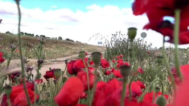 Красивые Красные Цветы Мака Поле — стоковое видео