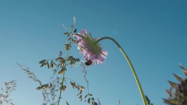 Schöne Blumen Garten — Stockvideo