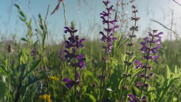Hermosas Flores Jardín — Vídeo de stock