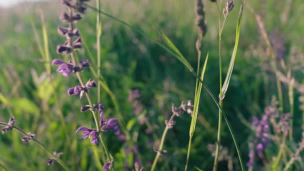 Schöne Blumen Garten — Stockvideo