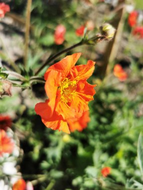 A vertical shot of an orange Chilean avens flower on a blurred background clipart