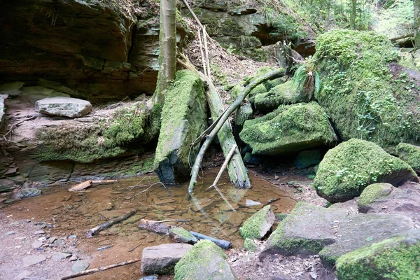 在晴朗的天气里用木头和石头拍摄的森林景观特写 — 图库照片