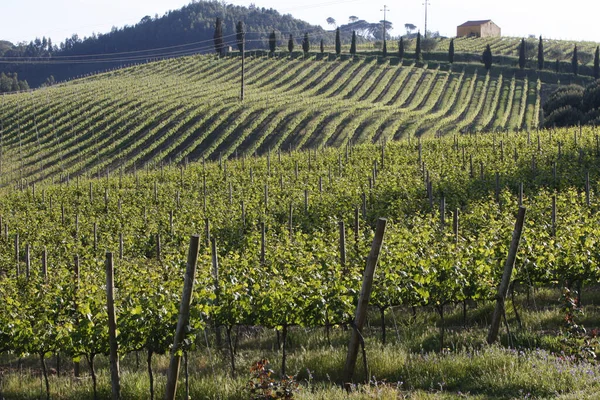 Beautiful Green Vinery Mafra Portugal — Stockfoto