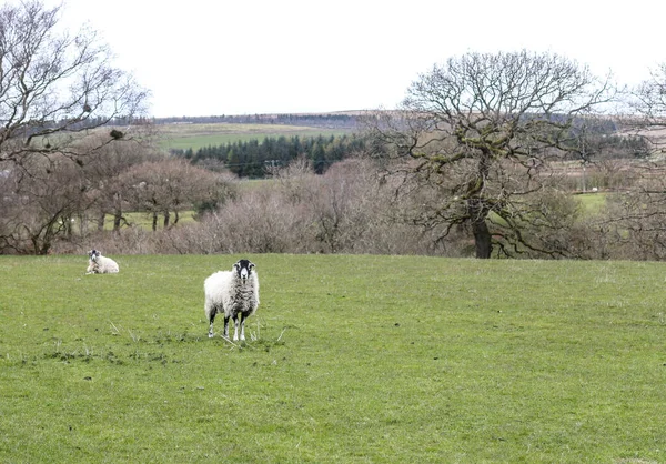 Les Deux Adorables Moutons Blancs Pelucheux Sur Champ Herbeux Dans — Photo