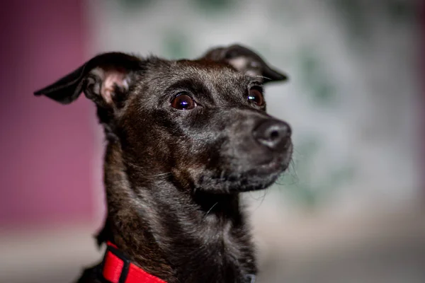 Una Toma Selectiva Enfoque Negro Patterdale Terrier —  Fotos de Stock