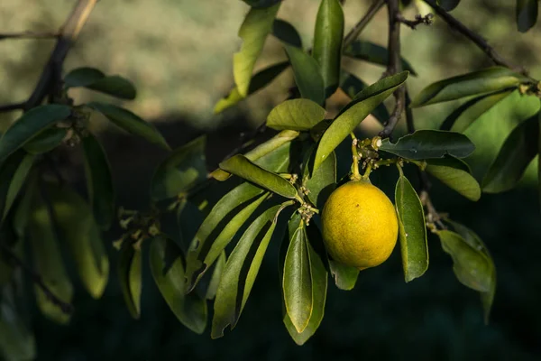 Closeushot Yellow Ripe Lemon Tree Bright Sunlight —  Fotos de Stock