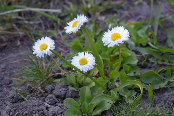 Egy Közeli Felvétel Négy Fehér Százszorszép Virágról Kertben — Stock Fotó