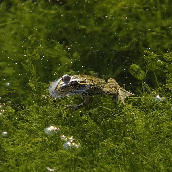 Ein Senkrechter Schuss Einer Kröte Wasser — Stockfoto