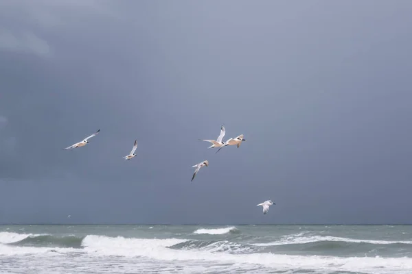 Beau Plan Mouettes Volant Dessus Mer Orageuse Sur Fond Ciel — Photo