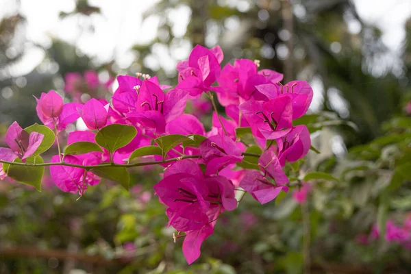 Selective Focus Bougainvillea Flowers Blooming Tree Branches Blurred Background — Foto de Stock