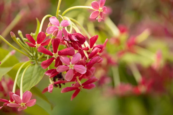 Ein Selektiver Schwerpunkt Wunderschöner Indischer Quisqualis Blumen Die Einem Garten — Stockfoto