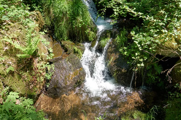 Fiume Che Scorre Nel Mezzo Una Foresta Ricoperta Vegetazione Fresca — Foto Stock