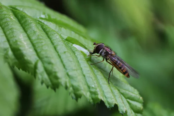 Tiro Foco Seletivo Hoverfly Uma Folha — Fotografia de Stock