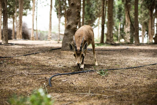 Primo Piano Antilope Una Foresta Durante Giorno — Foto Stock