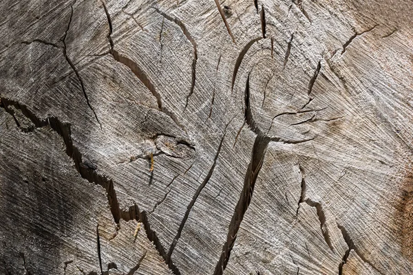 갈라진 틈으로 나무줄기를 클로즈업 — 스톡 사진