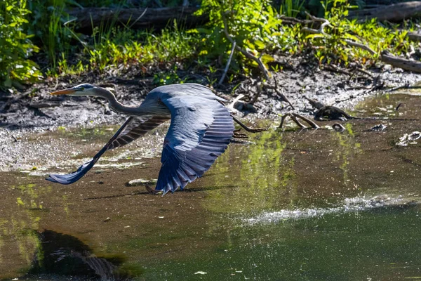 Pássaro Garça Voando Sobre Lago — Fotografia de Stock