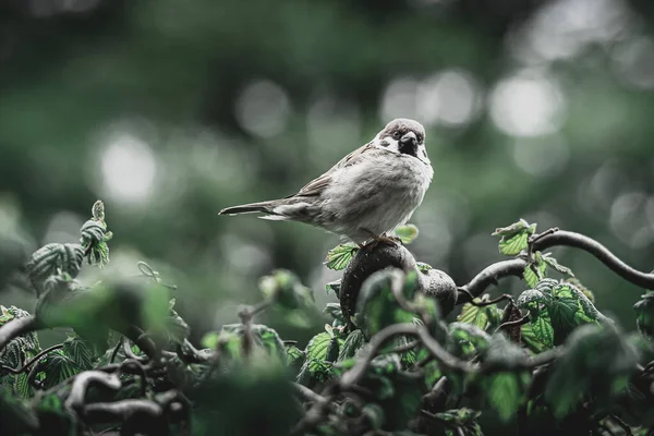 麻雀栖息在树枝上的麻雀 — 图库照片