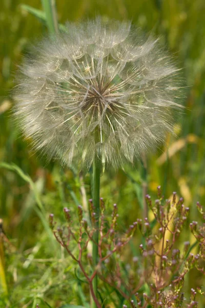 Disparo Vertical Diente León Campo Cubierto Vegetación Bajo Luz Del —  Fotos de Stock