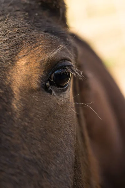 Closeup Shot Brown Horse Eye Long Lashes — Φωτογραφία Αρχείου