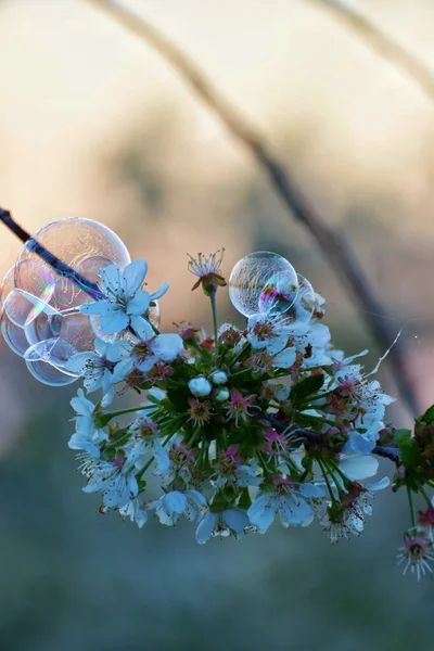 Las Burbujas Las Flores Hermosas Amanecer — Foto de Stock