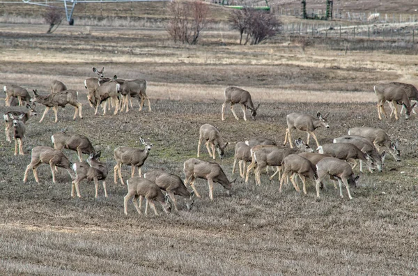 Beautiful View Herd Deer Grazing Pasture — Stock Photo, Image