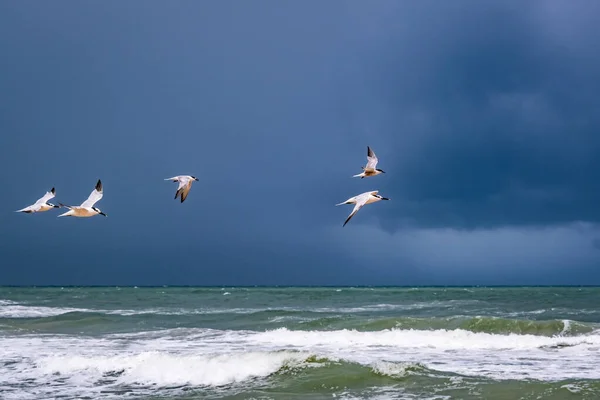 Eine Schöne Aufnahme Von Möwen Die Über Die Stürmische See — Stockfoto