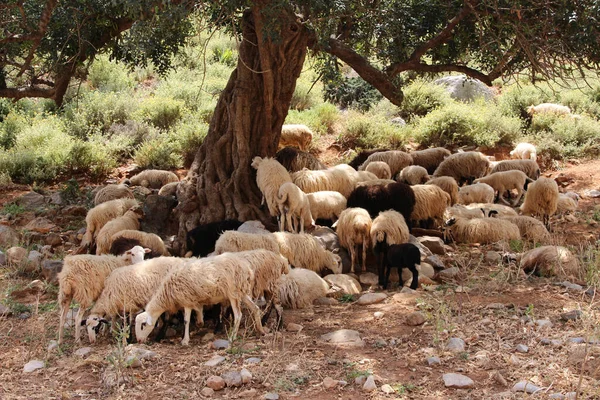 Eine Schafherde Weidet Auf Einem Feld — Stockfoto