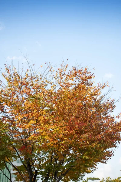 Tiro Vertical Uma Árvore Sob Céu Azul — Fotografia de Stock