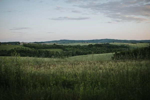 Beautiful View Tall Overgrown Grass Wild Green Field Countryside Sunset — Stockfoto