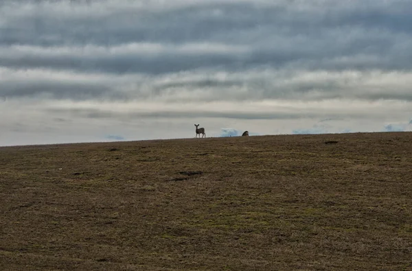 Deer Grazing Mountain Pasture Cloudy Sky — Stock Photo, Image