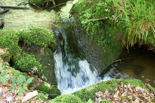 River Flowing Middle Forest Covered Fresh Vegetation Sunny Day — Stock fotografie