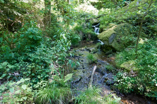 Flod Som Rinner Mitt Skog Täckt Färsk Vegetation Solig Dag — Stockfoto