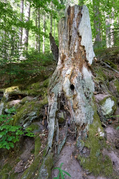 Closeup Shot Old Tree Trunk Fern Moss Forest — Zdjęcie stockowe