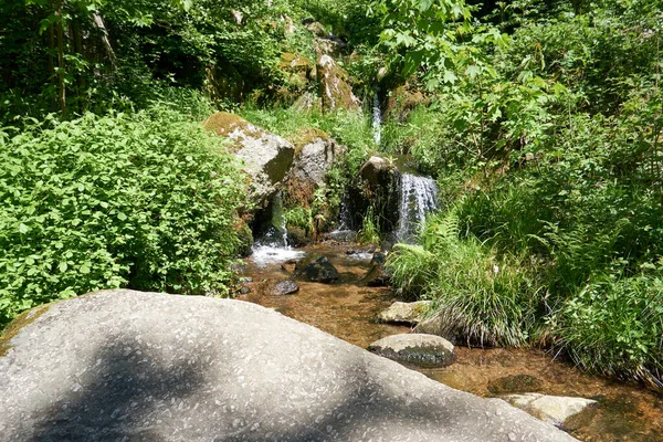 River Flowing Middle Forest Covered Fresh Vegetation Sunny Day — Stock fotografie