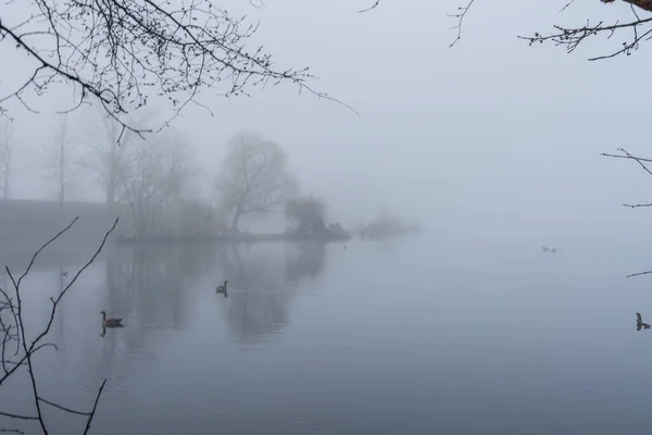 Une Belle Vue Sur Lac Les Branches Arbre Près Rive — Photo