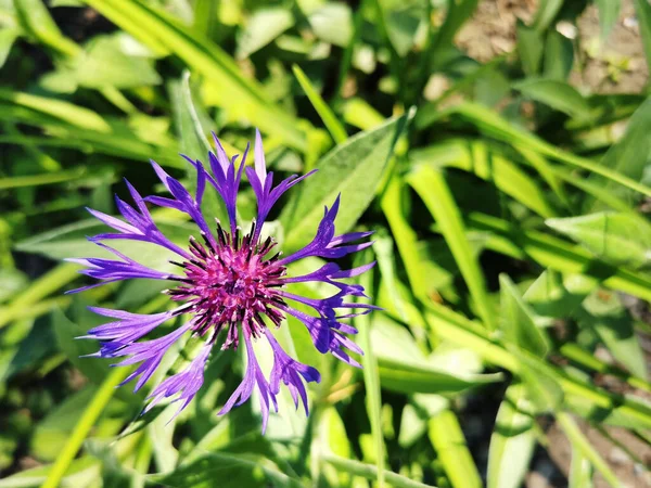 Крупним Планом Фіолетова Квітка Гірського Блакитного Кольору Зеленим Листям — стокове фото