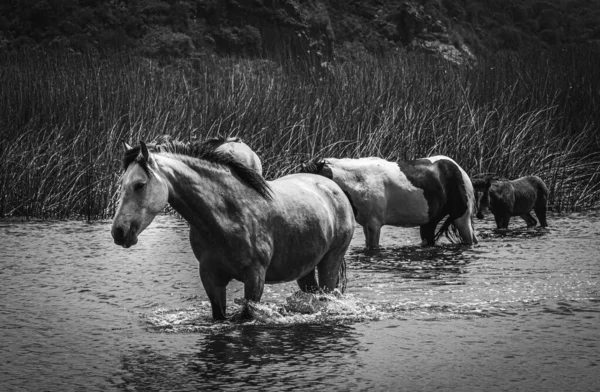 Gråskala Bild Hästar Som Passerar Genom Flod Utomhus — Stockfoto