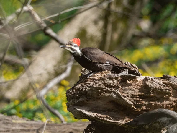木の幹にあるキツツキの鳥 — ストック写真