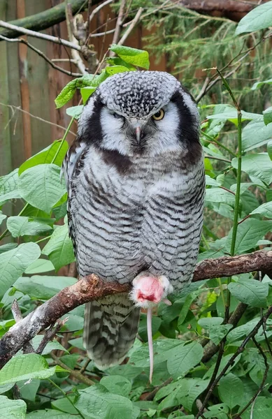 小枝に垂直な灰色の北の鷹のフクロウのショット — ストック写真