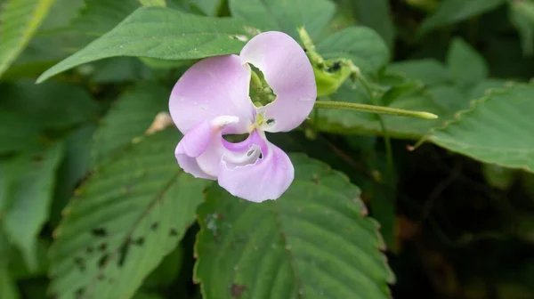 Enfoque Selectivo Una Flor Guisante Zombi Completamente Florecida Que Crece — Foto de Stock