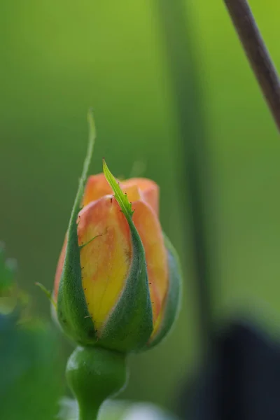 Een Selectieve Focus Shot Van Een Kleine Bloesem Van Een — Stockfoto