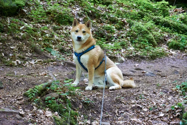 Brown Shiba Inu Harness Sitting Path Forest — Stock fotografie