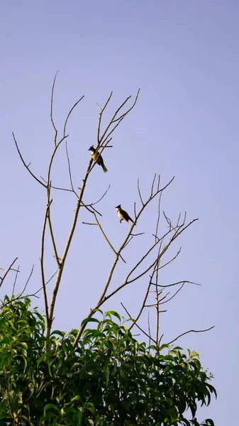 Tiro Vertical Pássaros Empoleirados Galhos Árvores Durante Dia — Fotografia de Stock
