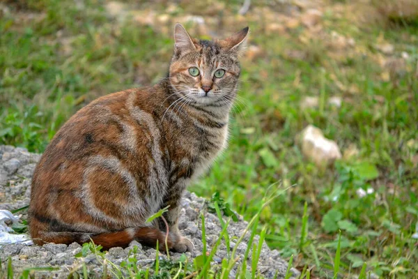 Närbild Grönögd Katt Som Stirrar Kameran — Stockfoto